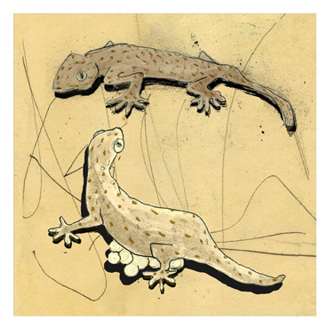 Gecko13marge